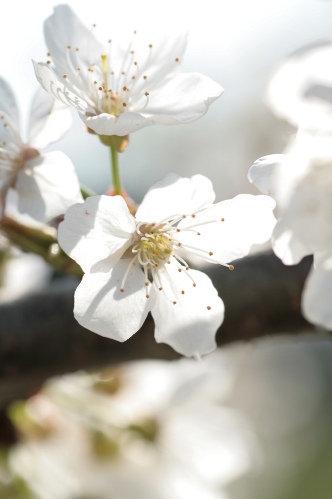 Cherry Blossom…