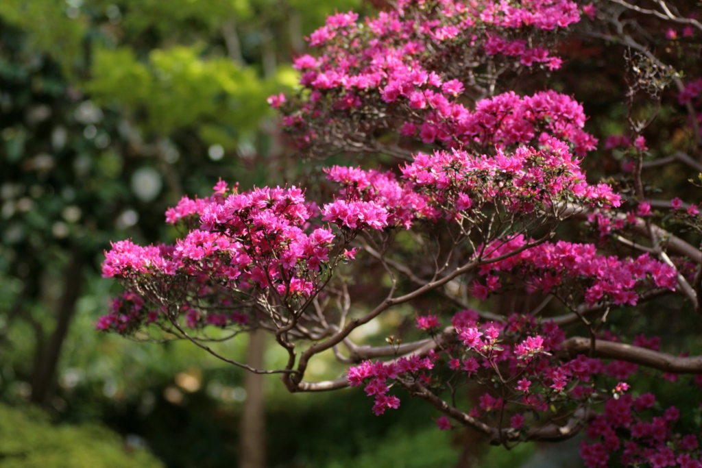 Une promenade dominicale au Jardin Albert Kahn