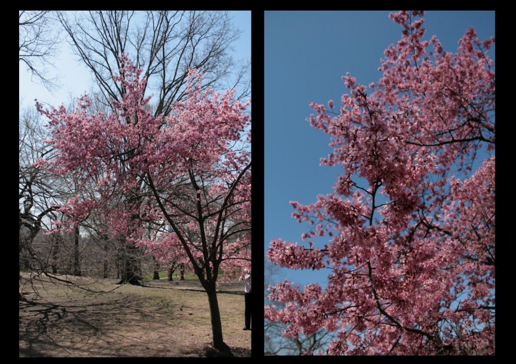 les cerisiers de Central Park